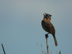 Zonotrichia capensis