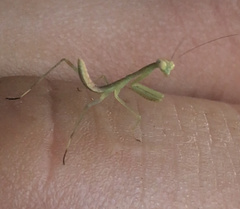 Stagmomantis limbata