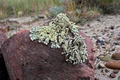 Xanthoparmelia lineola