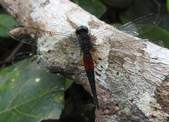 Aethiothemis erythromelas