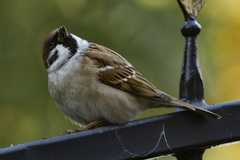 Passer montanus