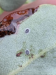 Tetraleurodes perileuca