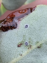 Tetraleurodes perileuca