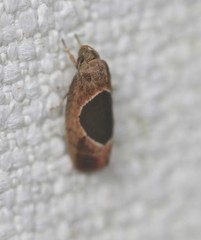 Hoplomorpha abalienella