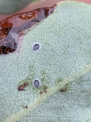 Tetraleurodes perileuca