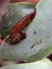 Tetraleurodes perileuca