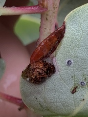 Tetraleurodes perileuca