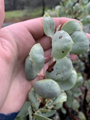 Tetraleurodes perileuca