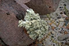 Xanthoparmelia lineola