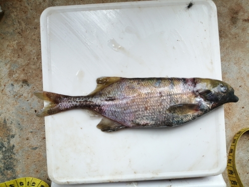 Ussher's elephantfish (Marcusenius ussheri) — Mormyridae — 2