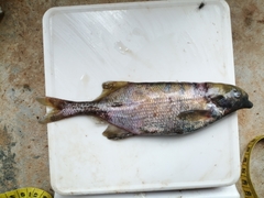 Marcusenius ussheri