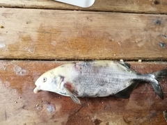 Marcusenius ussheri