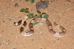 Phyllorhynchus browni