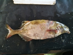 Marcusenius ussheri