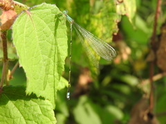 Aciagrion gracile