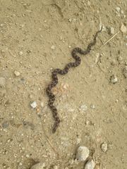 Lampropeltis calligaster