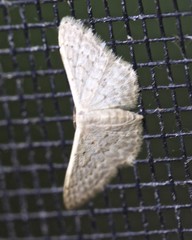 Idaea philocosma