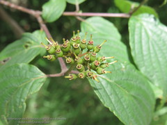 Cornus excelsa