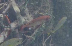 Priacanthus arenatus