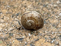 Cornu aspersum