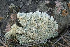 Xanthoparmelia lineola