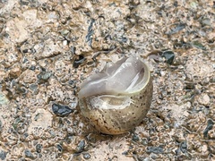 Cornu aspersum