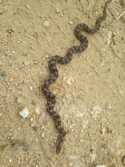 Lampropeltis calligaster