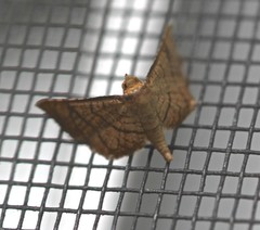 Hypolamprus ypsilon