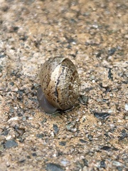 Cornu aspersum