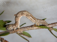 Euphronarcha luxaria