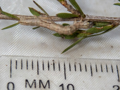 Euphronarcha luxaria