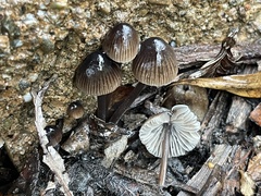Mycena leptocephala