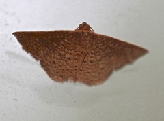 Aglaopus ferruginea