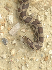 Lampropeltis calligaster