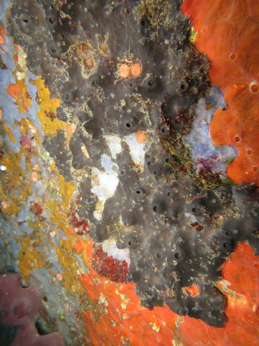 Cacospongia