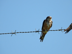 Hirundo rustica