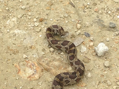 Lampropeltis calligaster