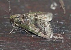 Orthaga atribasalis