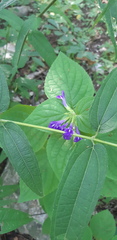 Salvia beltraniorum