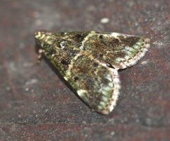 Orthaga atribasalis