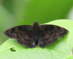 Nisoniades