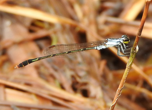 Lesser Pincer-tailed Wisp