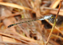 Agriocnemis victoria