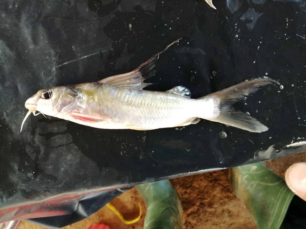 Golden Nile Catfish