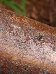 Maeota dichrura