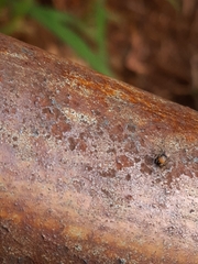 Maeota dichrura