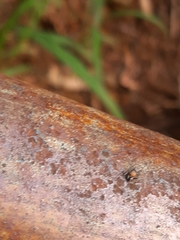 Maeota dichrura