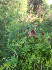 Bossiaea cinerea