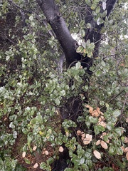 Quercus agrifolia
