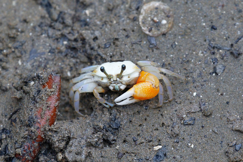 Tubuca coarctata